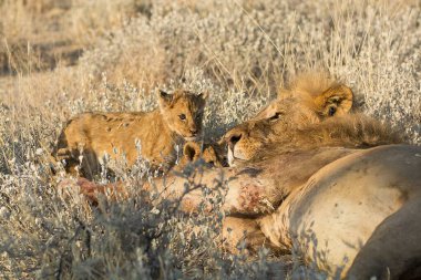 Kenya savanındaki aslan