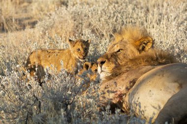 Aslan Kruger 'da güneşten sonra dinleniyor