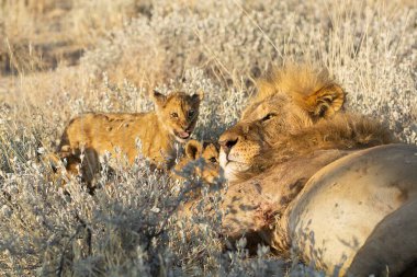 Vahşi aslan ve erkek yavruları.