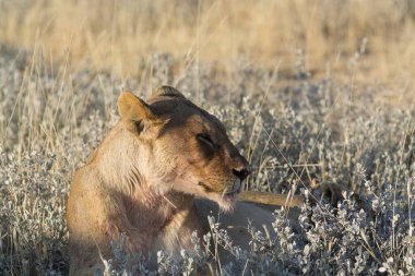 Çimlerde dişi bir aslan