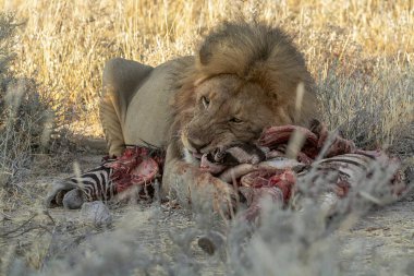Erkek vahşi hayvanlar bozkırda