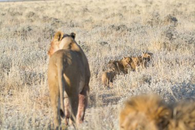 a wild lion and cubs in the savannah of africa