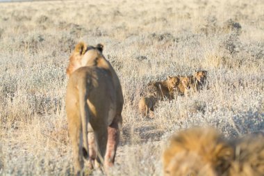 Namibya 'daki Etoşa Milli Parkı' nda aslan ailesi.
