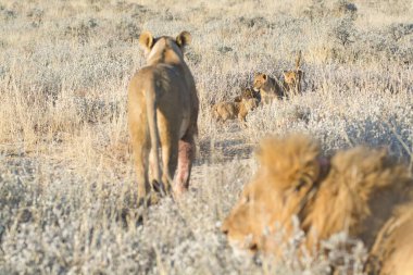 Vahşi aslanın vahşi doğasında