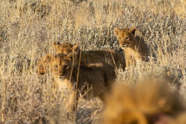 Doğadaki bir grup aslan, Etoşa Ulusal Parkı, Namibya
