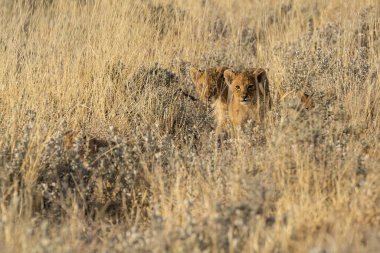 Vahşi bir aslan, çimlerin üzerinde, kameraya bakıyor.