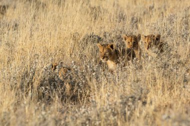 Aslan ailesi (panthera leo )