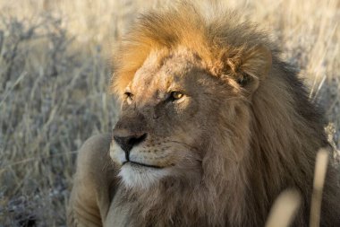 Afrika 'da bir erkek aslan portresi