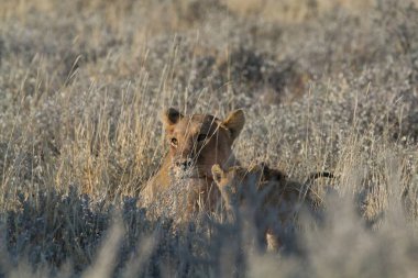 Güney Afrika 'daki Hari Hari Ulusal Parkı' nda kameraya doğru yürüyen bir aslan yavrusu..