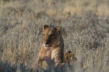 Aslan etkin, Namibia