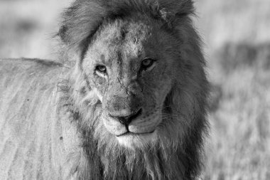 Kenya savanındaki aslan