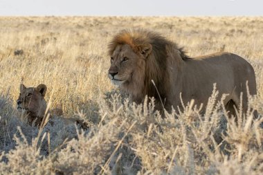 Namibya 'da çöldeki aslan