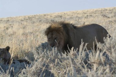 Çimlerde bir çift aslan.