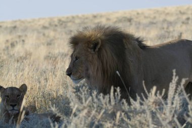 Namibya 'da vahşi bir aslan