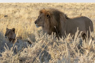 Kenya savanındaki aslan