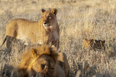 Aslan yavrusu çalıların arasında, Kruger Milli Parkı.