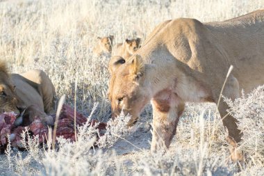Tarlada bir yaban domuzu
