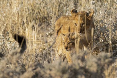 Savanadaki vahşi aslanlar