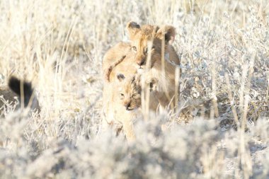 Kardaki aslan yavrusu