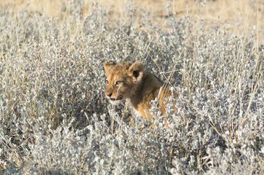 Vahşi aslan savanada yürüyor.