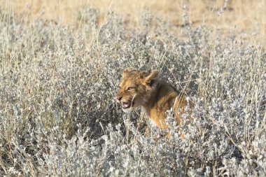 Aslan etkin, Namibia