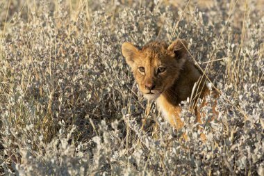 Otların arasında yürüyüş aslan
