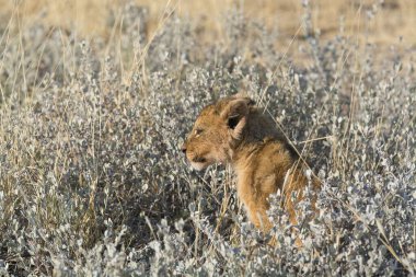 Afrika 'nın bozkırındaki aslan