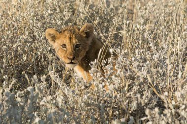 Vahşi hayatta aslan. Afrika.