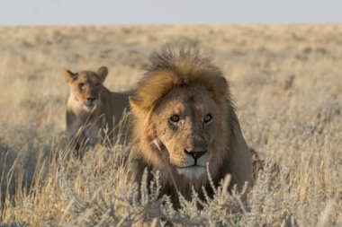 Kenya savanındaki aslan