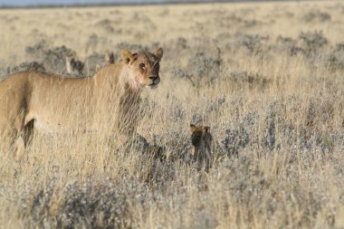 Kenya bozkırında genç vahşi bir boğa