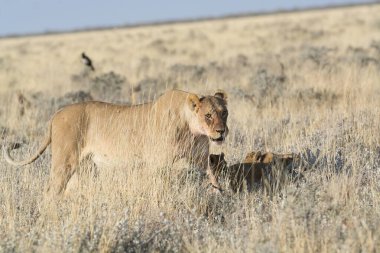 Kenya bozkırında bir çift zelion