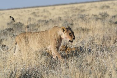 Bir aslan ve yavrusu Kenya 'da savanada yürüyor.