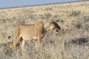 a beautiful lion in etosha