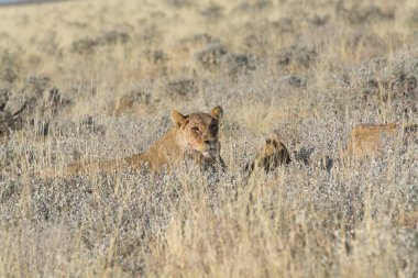 Çimlerde vahşi bir aslan