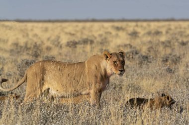 Savannah Kenya aslan