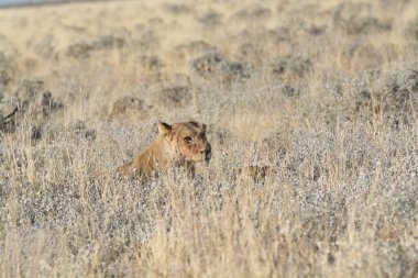 Aslan etkin, Namibia