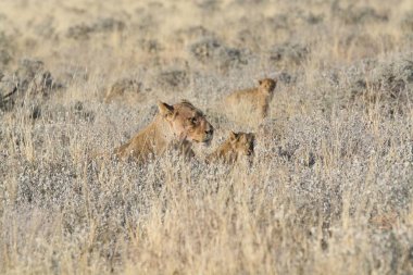 Etoşa Ulusal Parkı, Namibya 'da bir grup aslan.