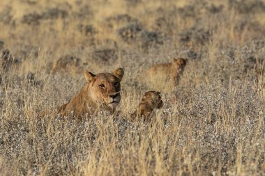 savana vahşi hayvanlar