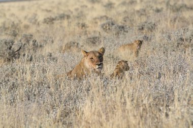 Aslan yavrusu ve anne çimlerde