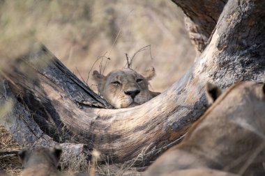 Bir erkek aslan (panthera leo), Panthera leo, Güney Afrika, Güney Afrika