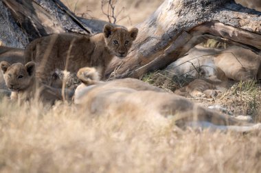 Kruger National Park, Güney Afrika içinde oynarken aslan yavrusu.
