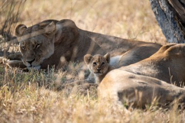 lions and cub in the grass.