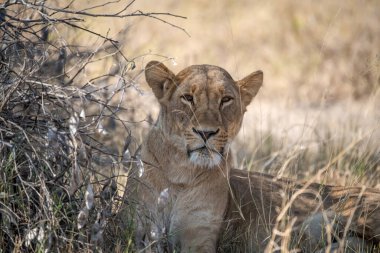 Kenya 'daki ulusal parkta dişi aslan