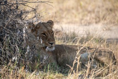 Güney Afrika 'daki Kruger Ulusal Parkı' nda çimlerde yatan güzel bir dişi aslan.