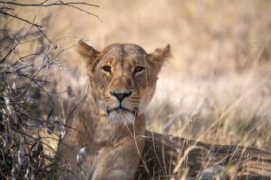 Afrika 'daki Kruger Ulusal Parkı' nda aslan var.