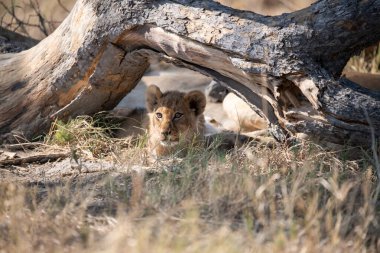 Namibya 'da Etoşa aslanı