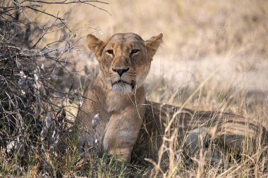 Kruger Park 'taki aslan.