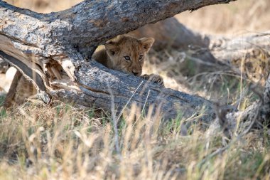 Kuru çimenlerde dinlenen bir aslan. Aslan yavrusu. Aslan, Felix cinsinin bir türüdür..