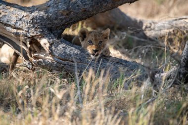 Güney Afrika 'daki Kruger parkındaki çimlerde aslan yavrusu.