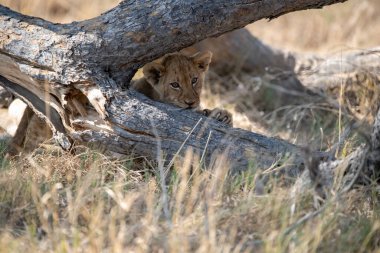 Otların arasında oynayan aslan yavrusu